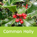 Common Holly Tree, Ilex Aquifolium **FREE UK MAINLAND DELIVERY + FREE 100% TREE WARRANTY**